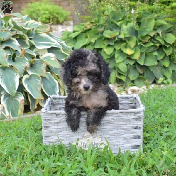 Pebbles, Miniature Poodle Puppy