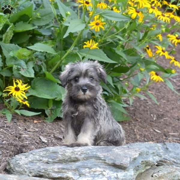 Pebbles, Miniature Schnauzer Puppy