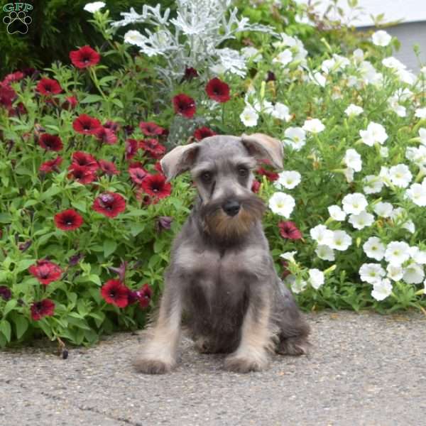Pebbles, Miniature Schnauzer Puppy