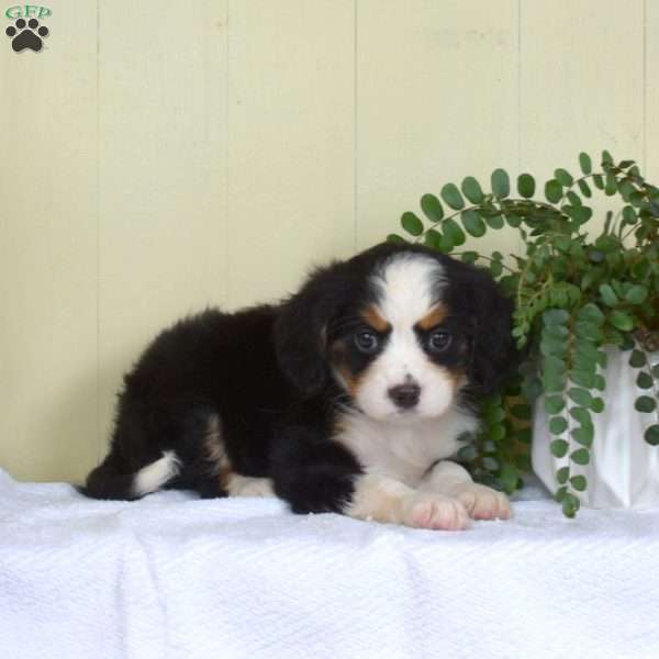 Pebbles, Miniature Bernese Mountain Dog Puppy