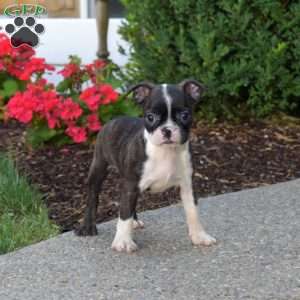Pebbles, Boston Terrier Puppy