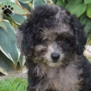 Pebbles, Miniature Poodle Puppy
