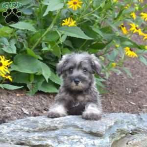 Pebbles, Miniature Schnauzer Puppy