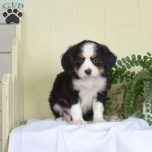 Pebbles, Miniature Bernese Mountain Dog Puppy