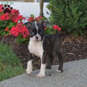 Pebbles, Boston Terrier Puppy