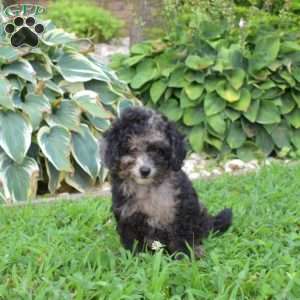 Pebbles, Miniature Poodle Puppy