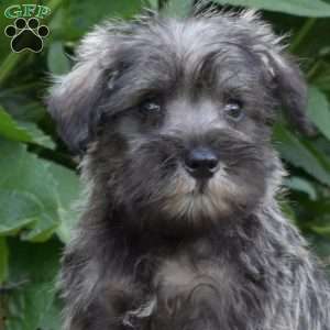 Pebbles, Miniature Schnauzer Puppy