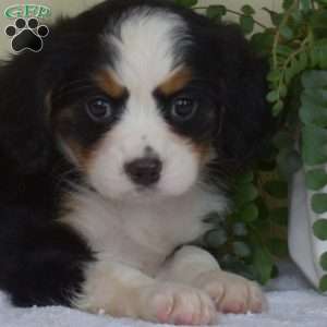 Pebbles, Miniature Bernese Mountain Dog Puppy
