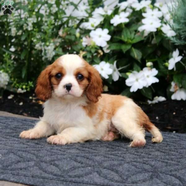 Peggy, Cavalier King Charles Spaniel Puppy