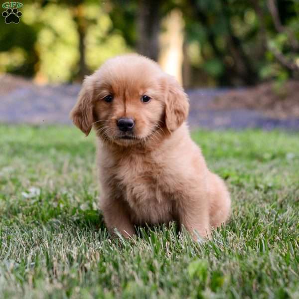 Penelope, Golden Retriever Puppy