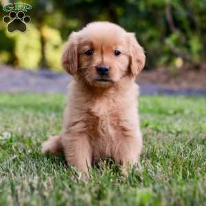 Penelope, Golden Retriever Puppy