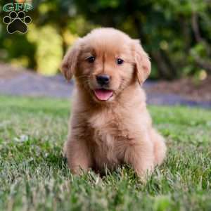 Penelope, Golden Retriever Puppy