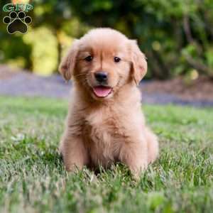 Penelope, Golden Retriever Puppy