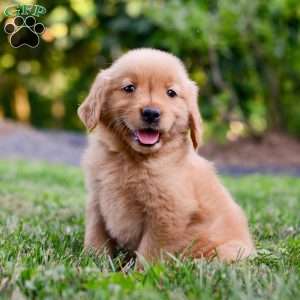 Penelope, Golden Retriever Puppy