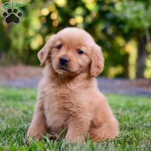 Penelope, Golden Retriever Puppy
