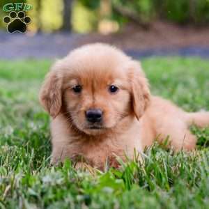 Penelope, Golden Retriever Puppy