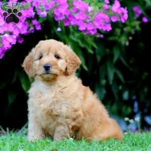 Penelope, Mini Goldendoodle Puppy
