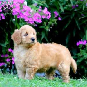 Penelope, Mini Goldendoodle Puppy