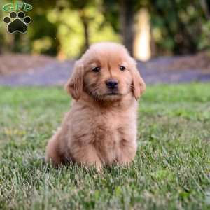 Penelope, Golden Retriever Puppy