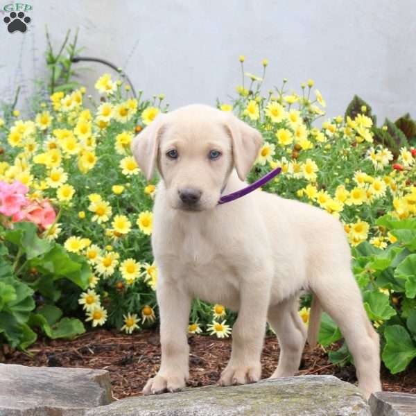 Penny, Yellow Labrador Retriever Puppy