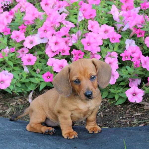 Penny-Mini, Dachshund Puppy