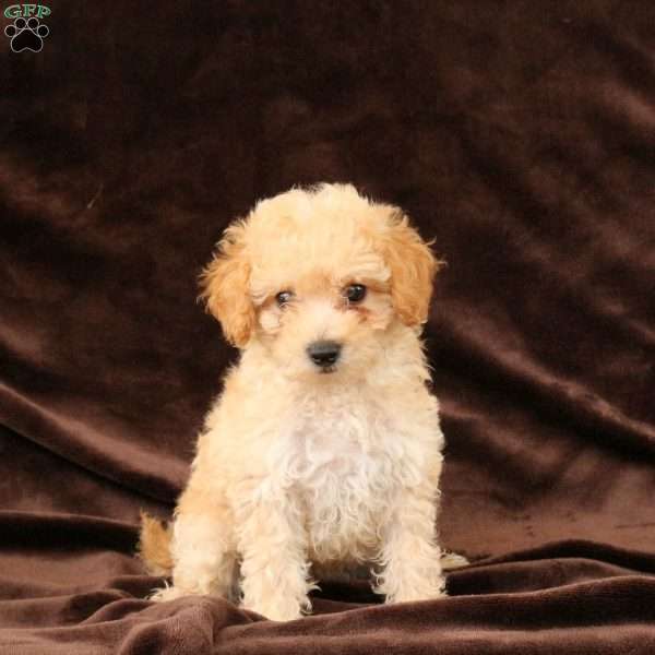 Penny, Bich-Poo Puppy
