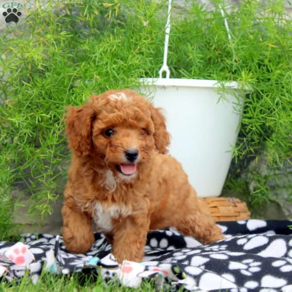 Penny, Cavapoo Puppy
