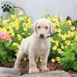 Penny, Yellow Labrador Retriever Puppy