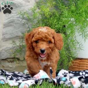 Penny, Cavapoo Puppy