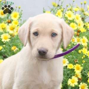 Penny, Yellow Labrador Retriever Puppy