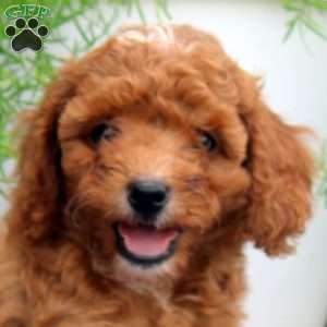 Penny, Cavapoo Puppy