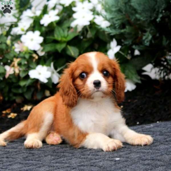 Penny, Cavalier King Charles Spaniel Puppy