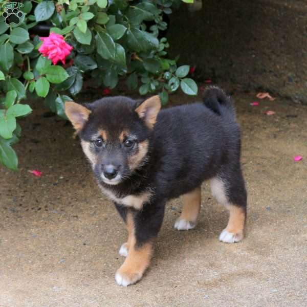 Pepper, Shiba Inu Puppy