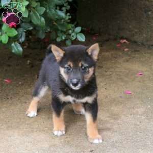 Pepper, Shiba Inu Puppy