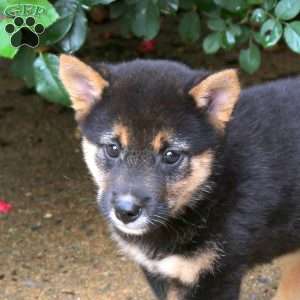 Pepper, Shiba Inu Puppy