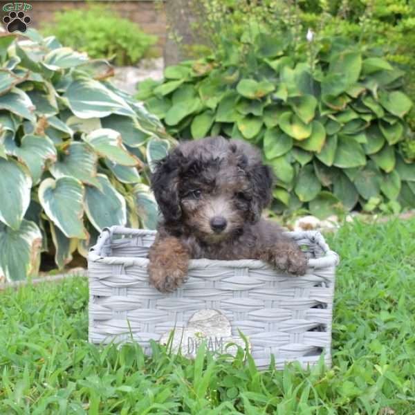 Pepper, Miniature Poodle Puppy
