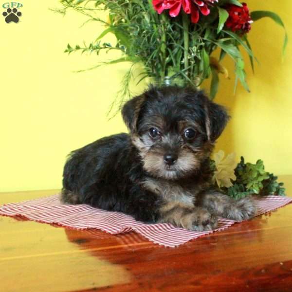 Pepper, Toy Poodle Mix Puppy