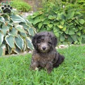 Pepper, Miniature Poodle Puppy