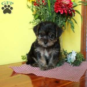 Pepper, Toy Poodle Mix Puppy