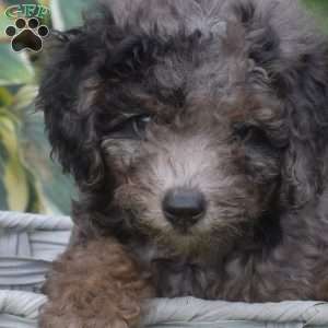 Pepper, Miniature Poodle Puppy