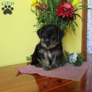 Pepper, Toy Poodle Mix Puppy