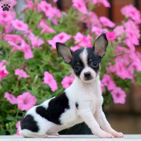 Pepper, Chihuahua Puppy