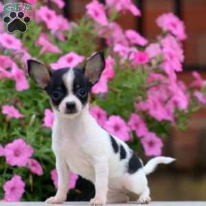 Pepper, Chihuahua Puppy