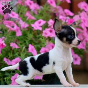 Pepper, Chihuahua Puppy