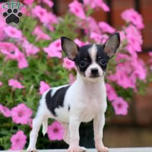 Pepper, Chihuahua Puppy