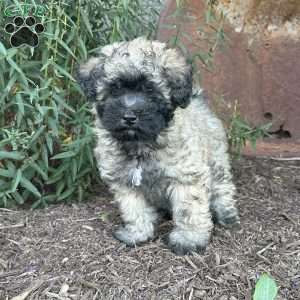 Pepper, Shih-Poo Puppy