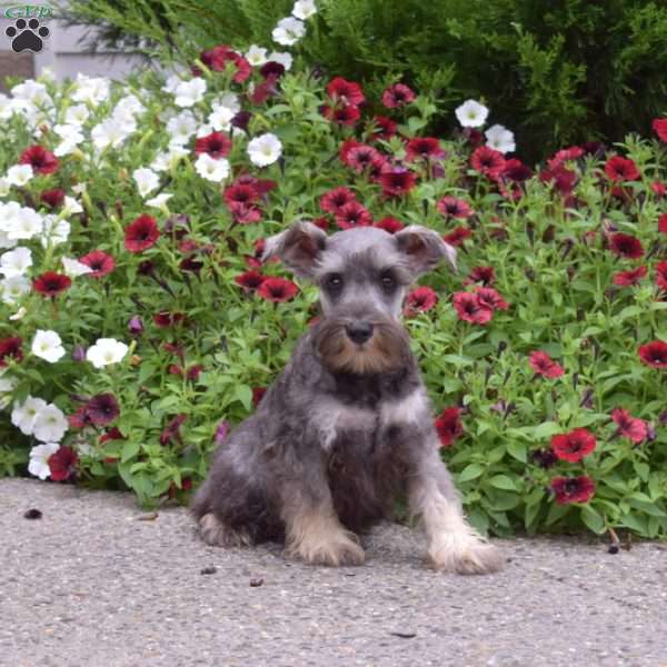 Peppermint, Miniature Schnauzer Puppy