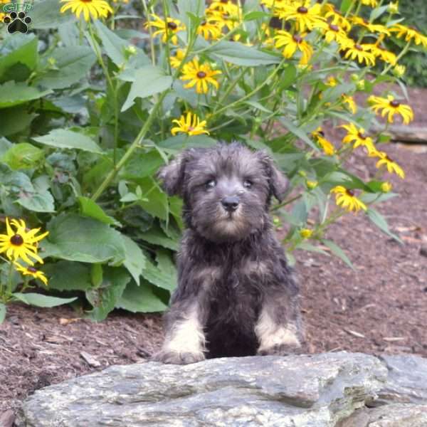 Peppermint, Miniature Schnauzer Puppy