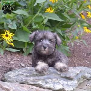 Peppermint, Miniature Schnauzer Puppy