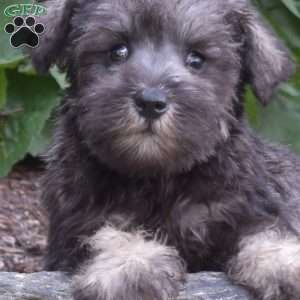 Peppermint, Miniature Schnauzer Puppy